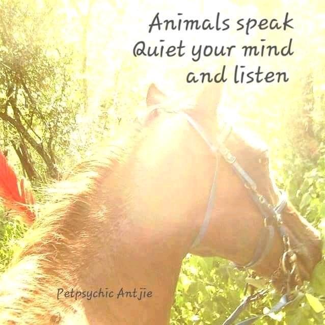 petpsychicantjie.com